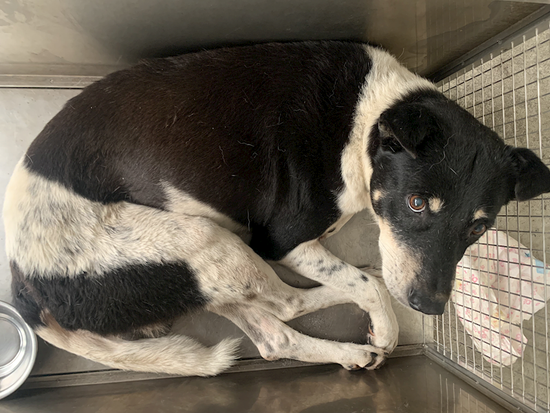 臺北市動物之家,編號:433228, 混種犬          