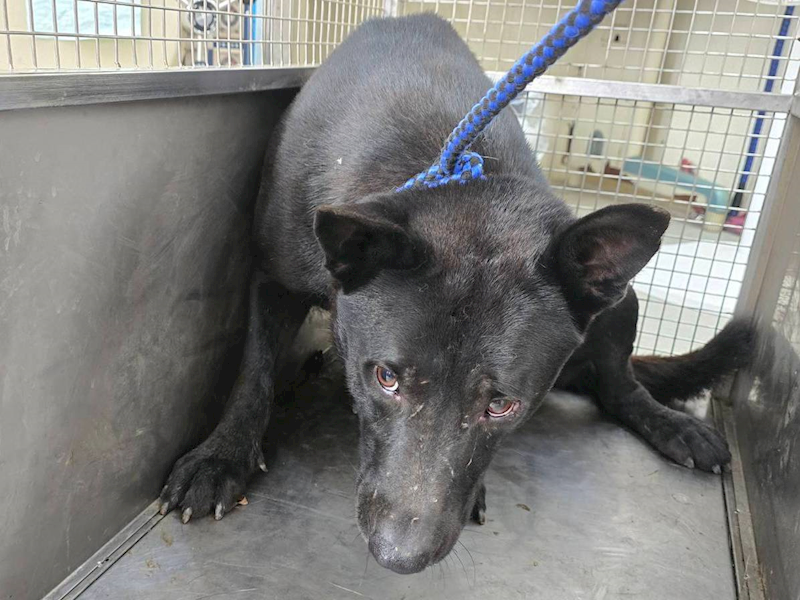 臺北市動物之家,編號:460241, 混種犬          