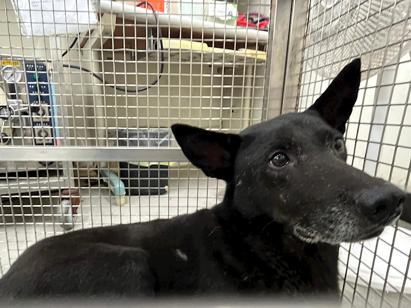 臺北市動物之家,編號:460552, 混種犬          