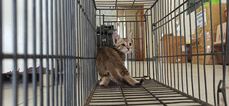 金門縣動物收容中心,編號:462843, 混種貓                 