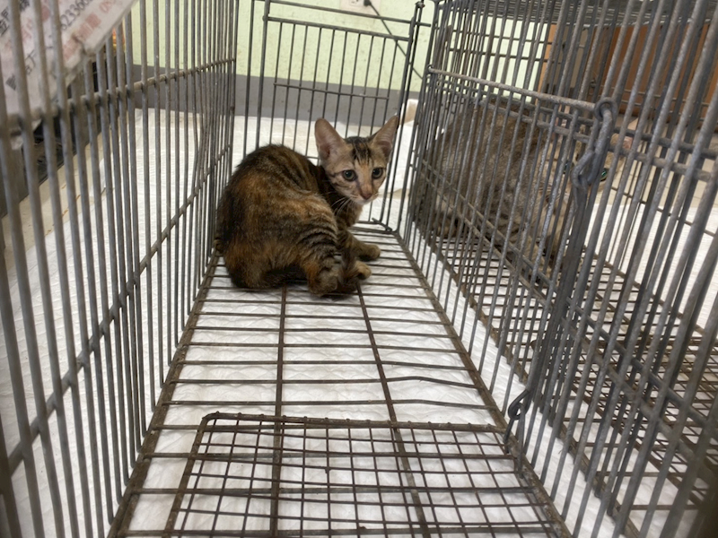 金門縣動物收容中心,編號:462842, 混種貓                 