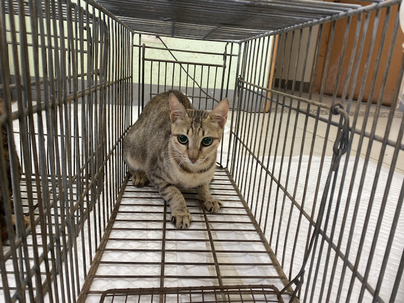 金門縣動物收容中心,編號:462841, 混種貓                 