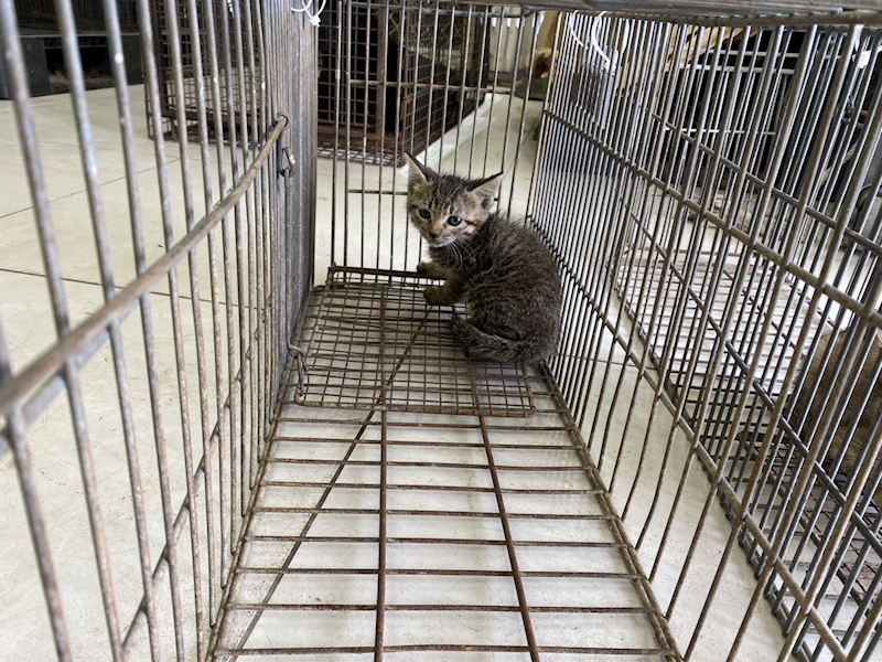金門縣動物收容中心,編號:462840, 混種貓                 