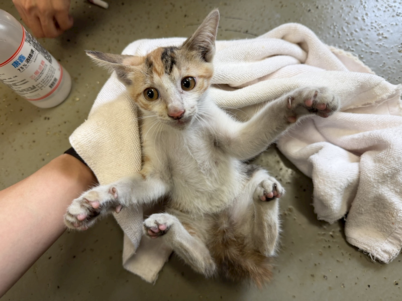 桃園市動物保護教育園區,編號:460464, 混種貓                 