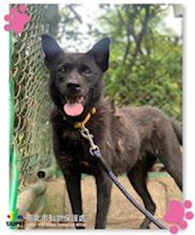 臺北市動物之家,編號:31253, 混種犬          