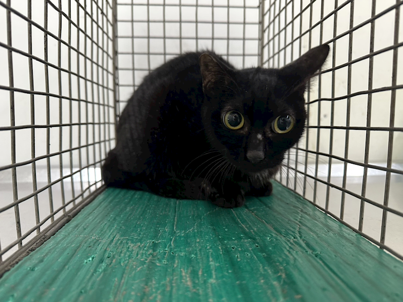 臺北市動物之家,編號:458839, 混種貓                 