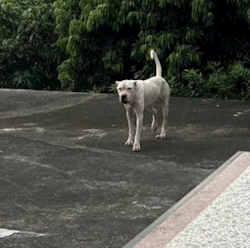 雲林縣流浪動物收容所,編號:462382, 混種犬          