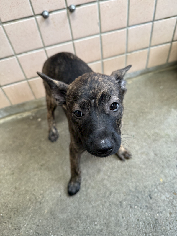 新北市淡水區公立動物之家,編號:462950, 混種犬          
