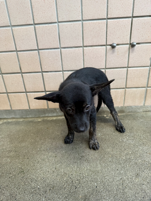 新北市淡水區公立動物之家,編號:462949, 混種犬          