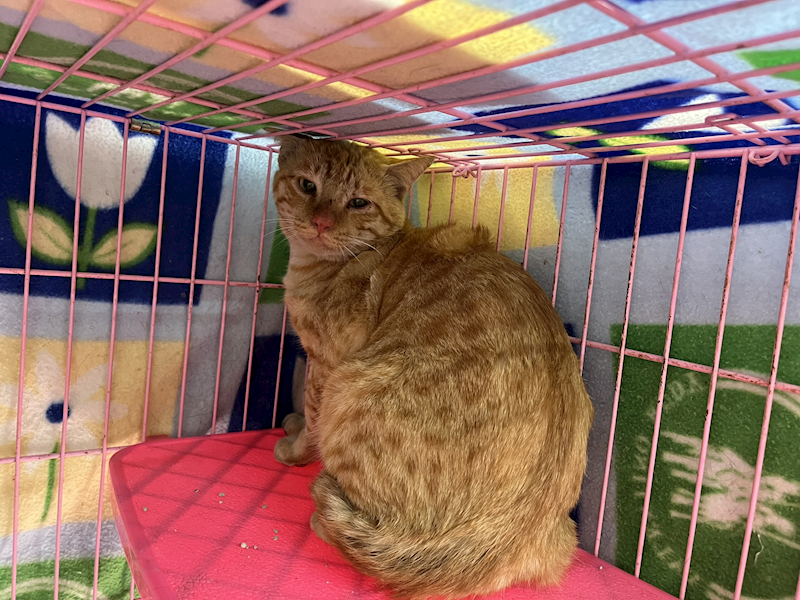 臺北市動物之家,編號:384178, 混種貓                 