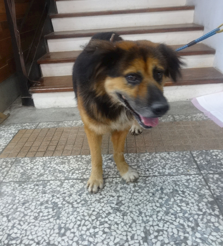 宜蘭縣流浪動物中途之家,編號:462921, 混種犬          