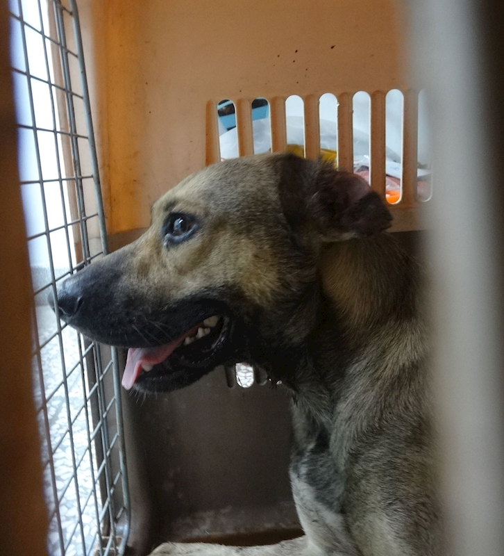 宜蘭縣流浪動物中途之家,編號:462920, 混種犬          