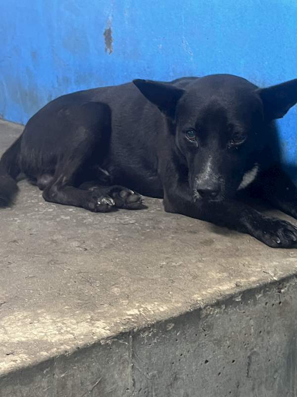 苗栗縣動物保護教育園區,編號:453406, 混種犬          