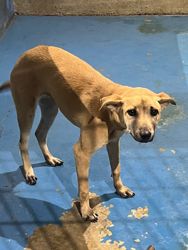 苗栗縣動物保護教育園區,編號:444955, 混種犬          