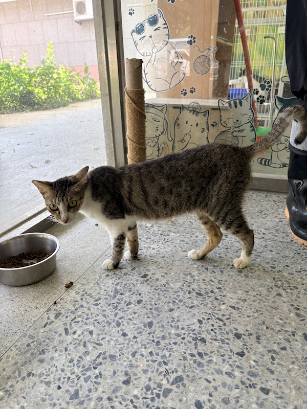 苗栗縣動物保護教育園區,編號:460302, 混種貓                 