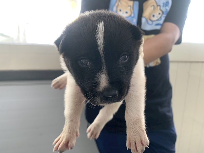 臺北市動物之家,編號:462880, 混種犬          
