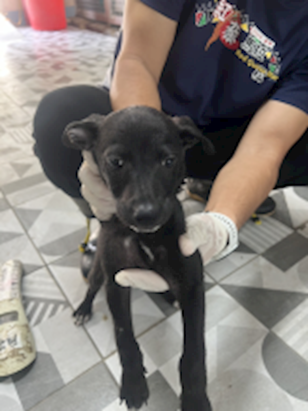苗栗縣動物保護教育園區,編號:458937, 混種犬          