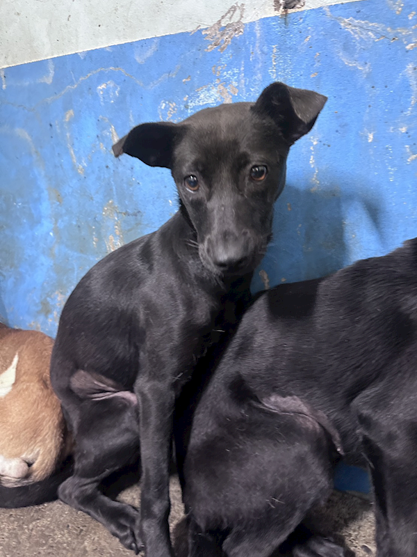 苗栗縣動物保護教育園區,編號:455853, 混種犬          