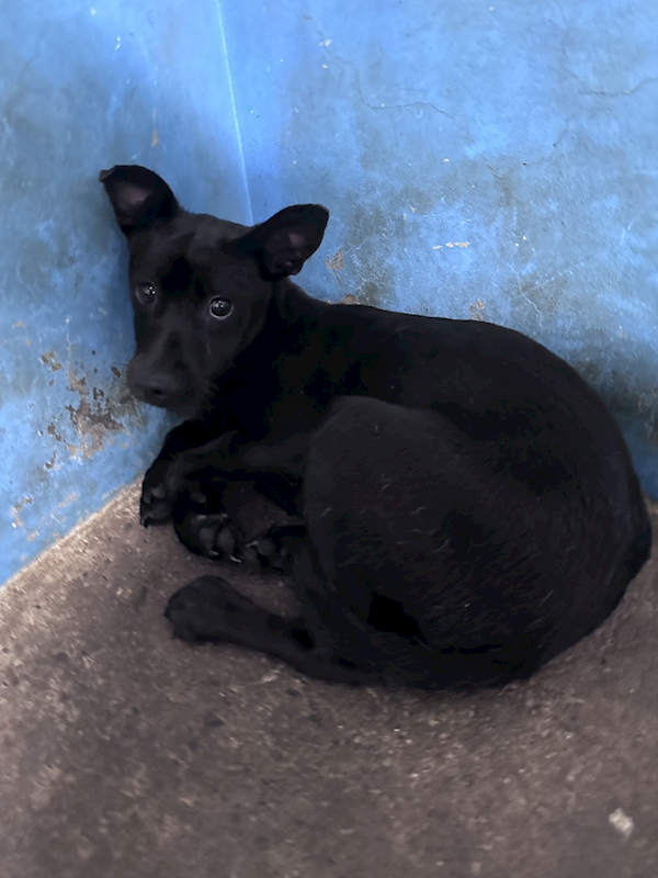 苗栗縣動物保護教育園區,編號:455854, 混種犬          