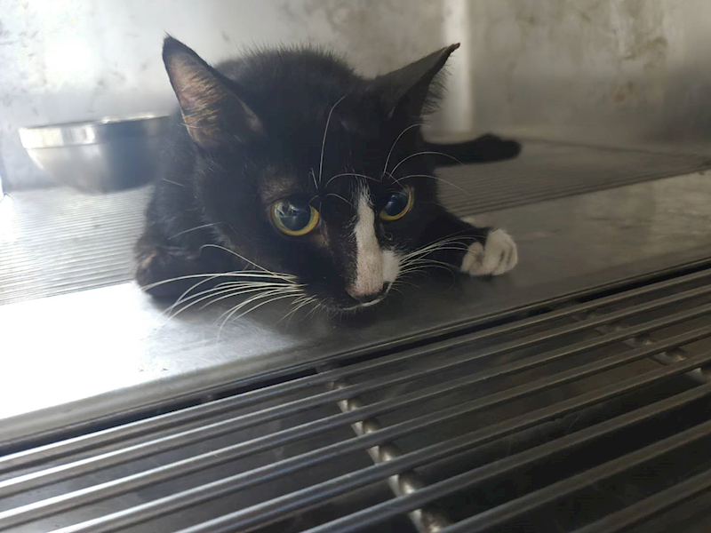 新竹市動物保護教育園區,編號:462685, 混種貓                 
