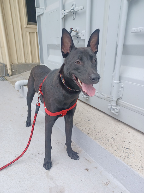新北市中和區公立動物之家,編號:462869, 混種犬          