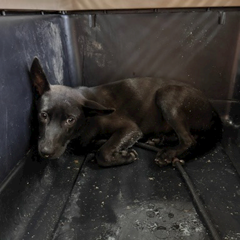 基隆市寵物銀行,編號:460639, 混種犬          