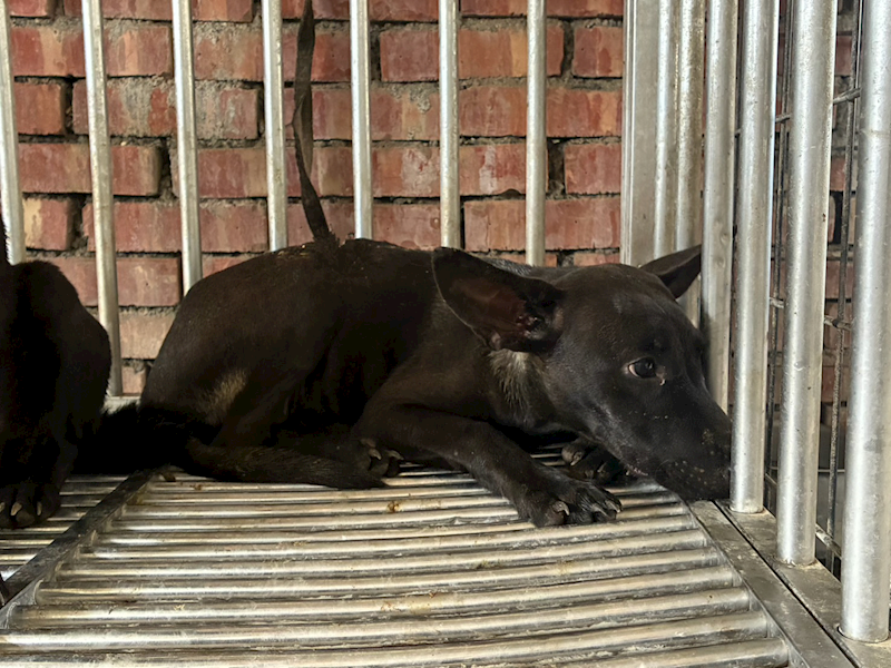彰化縣流浪狗中途之家臨時收容所,編號:461544, 混種犬          