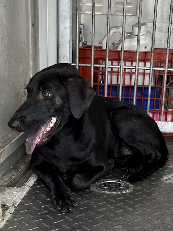 彰化縣流浪狗中途之家臨時收容所,編號:462646, 混種犬          