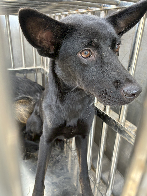 彰化縣流浪狗中途之家臨時收容所,編號:462079, 混種犬          