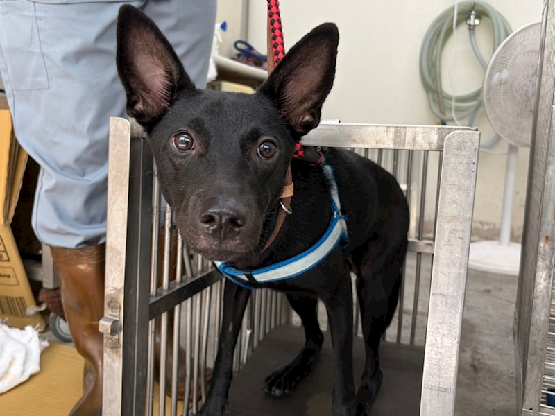 臺北市動物之家,編號:458932, 混種犬          