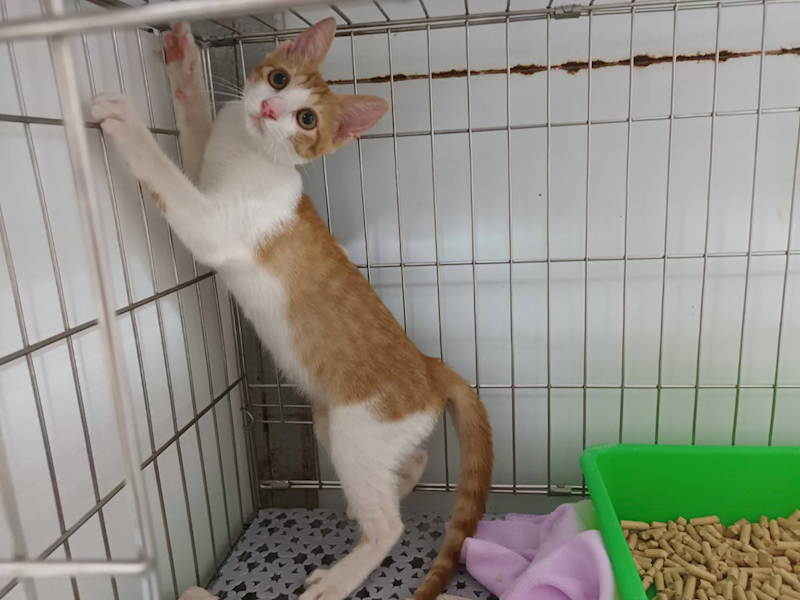 新北市板橋區公立動物之家,編號:462910, 混種貓                 