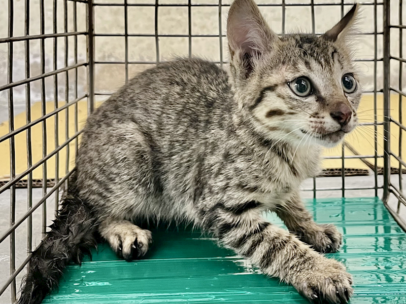 臺北市動物之家,編號:456629, 混種貓                 