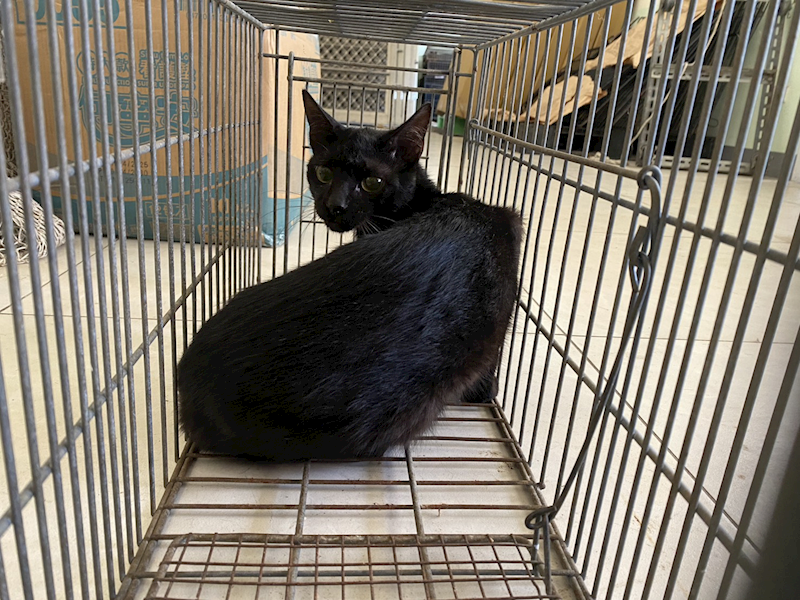 金門縣動物收容中心,編號:463028, 混種貓                 