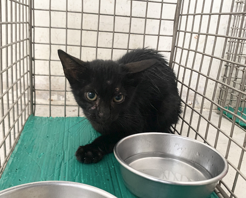 臺北市動物之家,編號:457770, 混種貓                 
