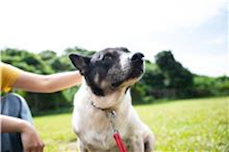 臺北市動物之家,編號:31912, 混種犬          