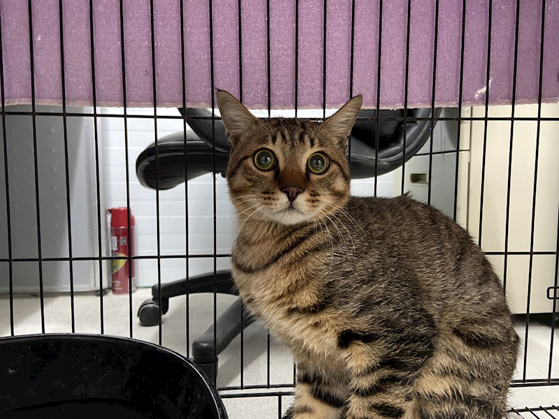 臺北市動物之家,編號:388474, 混種貓                 