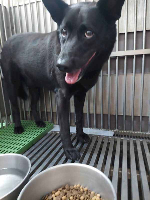 新北市五股區公立動物之家,編號:450450, 混種犬          
