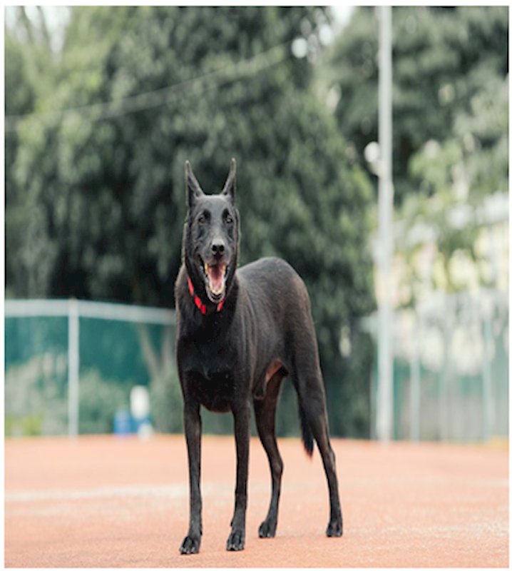 新北市板橋區公立動物之家,編號:463037, 混種犬          