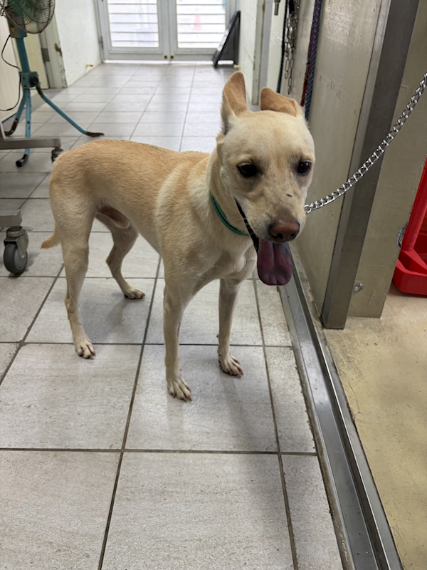 嘉義市動物保護教育園區,編號:462484, 混種犬          