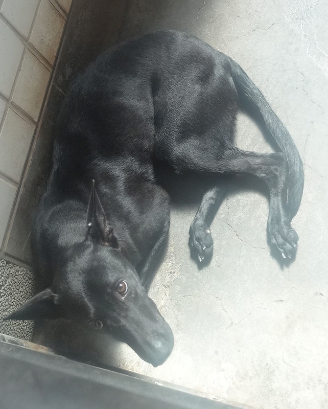 宜蘭縣流浪動物中途之家,編號:463054, 混種犬          