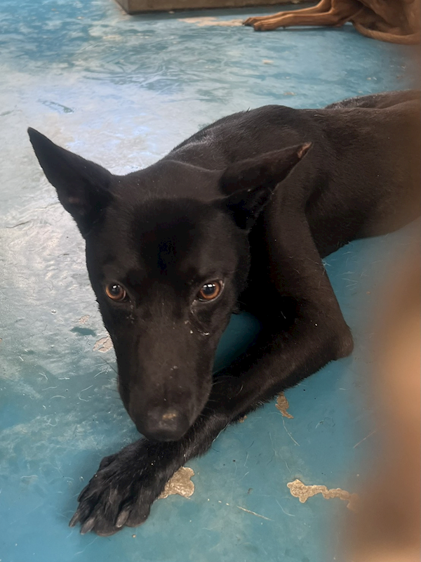 苗栗縣動物保護教育園區,編號:403503, 混種犬          