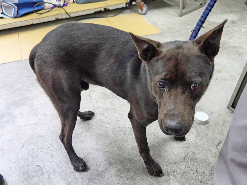臺北市動物之家,編號:443160, 混種犬          