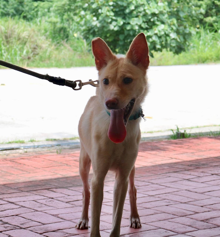 苗栗縣動物保護教育園區,編號:448556, 混種犬          