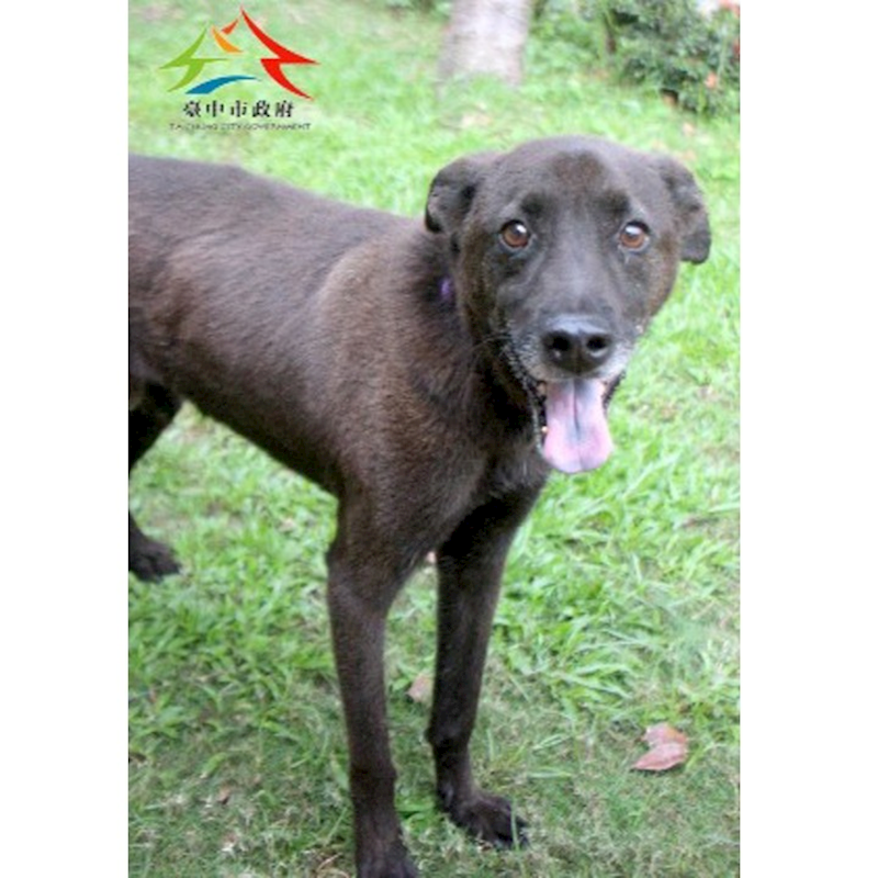 臺中市動物之家后里園區,編號:449880, 混種犬          