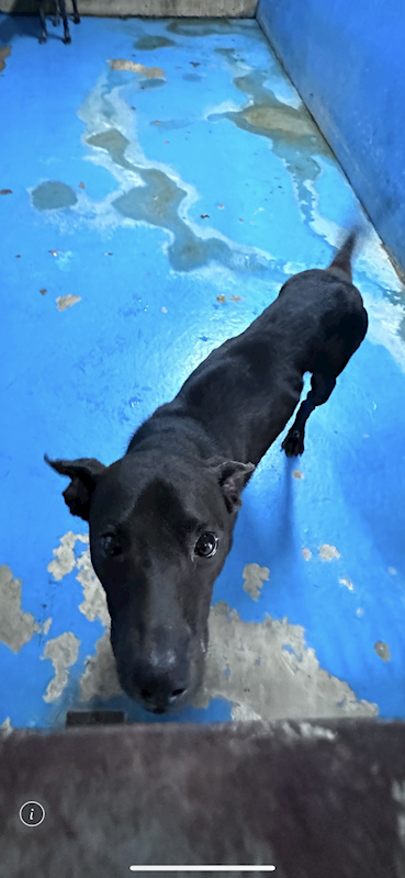 苗栗縣動物保護教育園區,編號:462584, 混種犬          