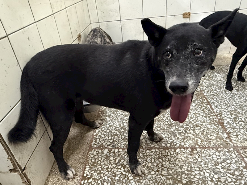 高雄市壽山動物保護教育園區,編號:463172, 混種犬          