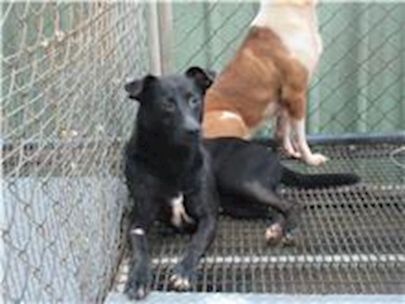 新竹市動物保護教育園區,編號:29285, 混種犬          