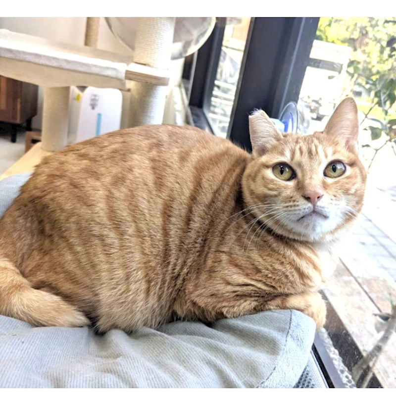 新竹縣動物保護教育園區,編號:384832, 混種貓                 