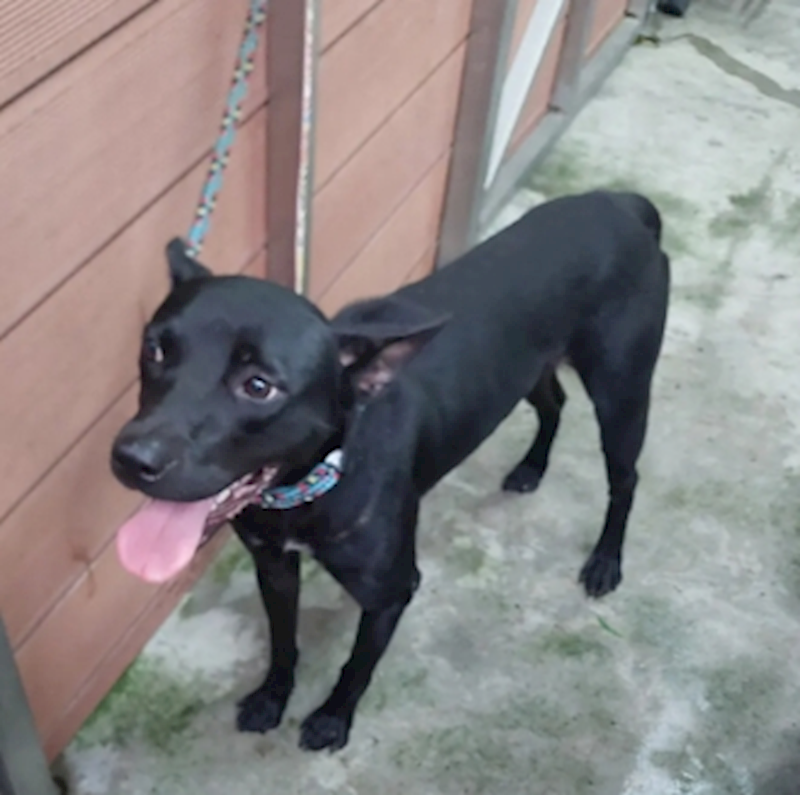 新北市五股區公立動物之家,編號:457667, 混種犬          
