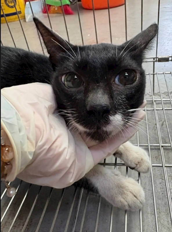 新北市五股區公立動物之家,編號:458450, 混種貓                 